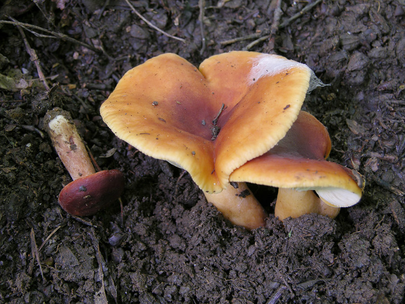 Russulaceae di oggi, 07 Giugno.